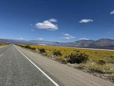 Panamint Valley, with yellow wild flowers all along the road
